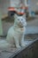 a beautiful white little kitten is sitting contemplating