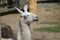 Beautiful white llama seen from the head