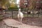 Beautiful white llama in a zoo city Kaliningrad Russia