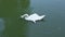 Beautiful white lonely swan collects food on the surface water and swimming in green lake on a bright summer day. Flying