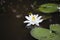 Beautiful white lotus with blue dragonfly, nature concept
