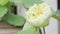 A beautiful white lotus flower blooming with a blurred green