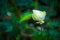 Beautiful white lotus flower is complimented by the rich colors of the green leaves blur surface