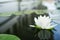 The beautiful white lotus flower or water lily reflection with w