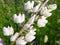 Beautiful white lupine wild flower, Lithuania