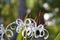 Beautiful white lycoris radiata in the nature
