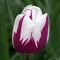 Beautiful white and magenta tulip in spring time closeup