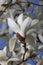 Beautiful white magnolia close-up, vertical, outdoors