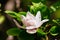 a beautiful white magnolia flower with fresh odor