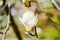 Beautiful white magnolia flower in the park at springtime, color oil painted plugin, illustration
