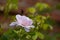 beautiful White magnolia flower on a tree with green leaves and blur background. Blossoming light pink Magnolia flower