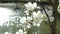 Beautiful white magnolia flowers move in the wind slow motion close up