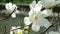 Beautiful white magnolia flowers move in the wind slow motion close up