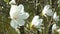 Beautiful white magnolia flowers move in the wind slow motion close up