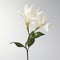 Beautiful White Magnolias Blooming In 3d Flowerpot - Exotic And Stunning