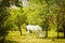 Beautiful white majestic white horse eat grass in springtime. VAshlovani national park in Georgia