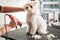 Beautiful white maltipoo pet calmly going through hair cutting