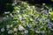 Beautiful white malva mallow flowers with the bright green leaves in the sunlight