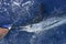 Beautiful white marlin real billfish sport fishing