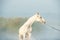 Beautiful white Marwari  horse running  in river at early morning around  frog . india