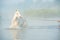 Beautiful white Marwari  horse swimming in river at early morning around  frog . india