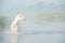 Beautiful white Marwari  horse swimming in river at early morning around  frog . india