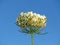 Beautiful white meadow flower against blue sky at sunrise in July. Suitable for floral background.