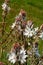 Beautiful white mediterranean wild flower White Asphodel