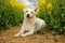 a beautiful white mixed dog is lying in a track of a rape seed field