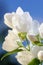 Beautiful White Mock Orange Philadelphus Flowers and Blue Sky