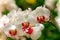 Beautiful white moth or phalaenopsis blume orchids