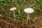 Beautiful white mushrooms