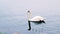 Beautiful white mute swan, cygnus olor, swimming alone.