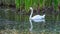 Beautiful white mute swan on pond surface. Cygnus olor