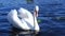 A beautiful white mute swan with raised wings floats in blue water.