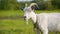 Beautiful white nanny goat standing on green field