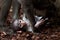 beautiful white-naped mangabey baby and her father playing in a zoo in valencia spain