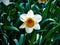 Beautiful white narcis in sunny day on grassy background