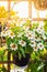 Beautiful white Narrowleaf Zinnia or Classic Zinnia flowers