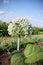 Beautiful white onion flowers close, agriculture, in the summer day ,and blossom