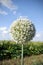 Beautiful white onion flowers close, agriculture, in the summer day ,and blossom