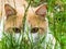 Beautiful white and orange cat hiding and sitting in the grass and hunting