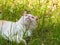 Beautiful white and orange cat lying in the grass and looking up with clear sight of nose and mouth