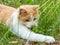 Beautiful white and orange cat sitting in the grass and playing with the grass