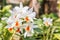 Beautiful white orchid, Dendrobium formosum.