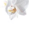 Beautiful White Orchid Flower around white background. close up