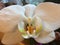 Beautiful white orchid with an orange middle