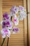 Beautiful white orchid with purple spots Phalaenopsis, grown at home on a background of wooden cabinet doors.