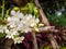 Beautiful white orchids grown in the garden