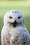 Beautiful white owl - Snowy owl, Nyctea scandiaca